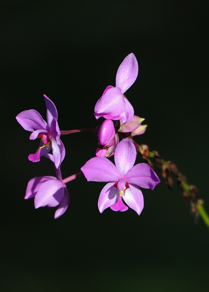 Orquideario Soroa, Cuba...