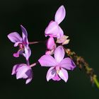 Orquideario Soroa, Cuba...