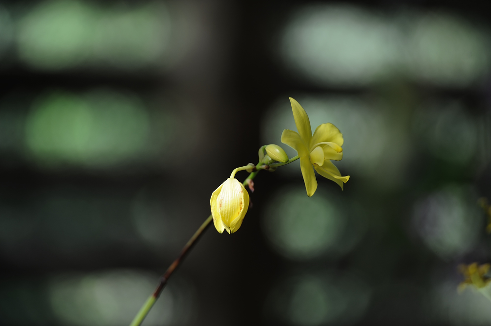 Orquideario Soroa, Cuba..