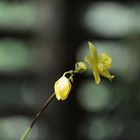 Orquideario Soroa, Cuba..