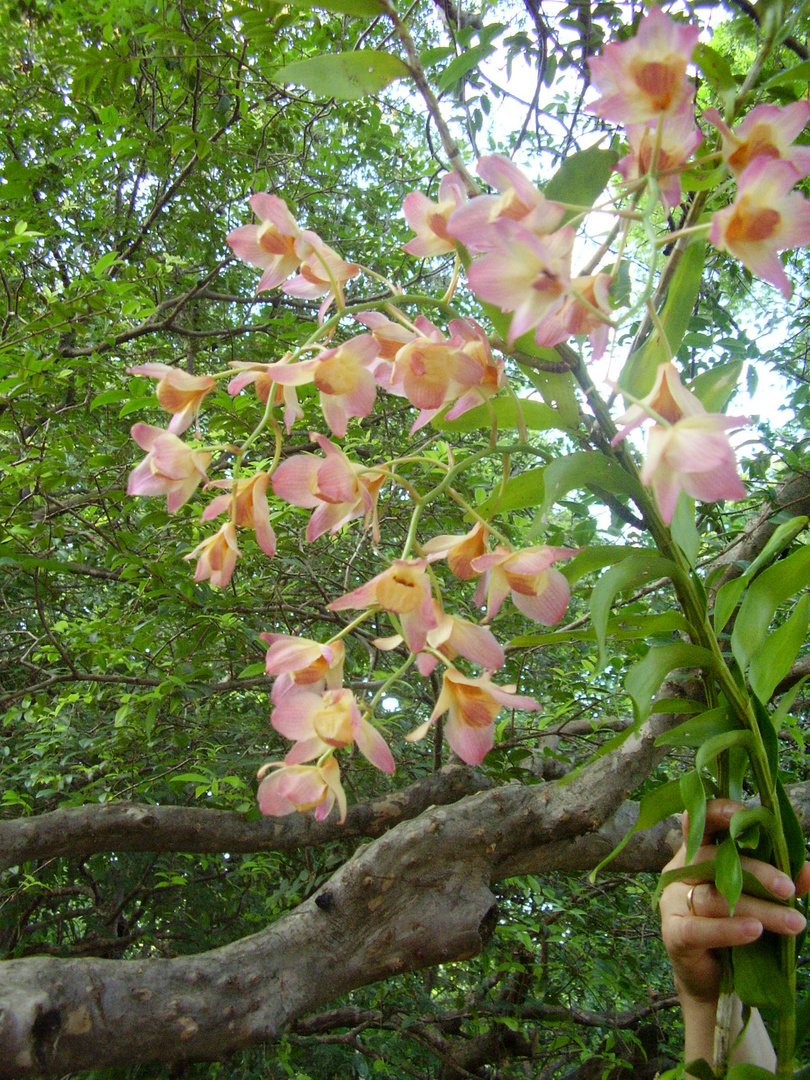 orquideas 1