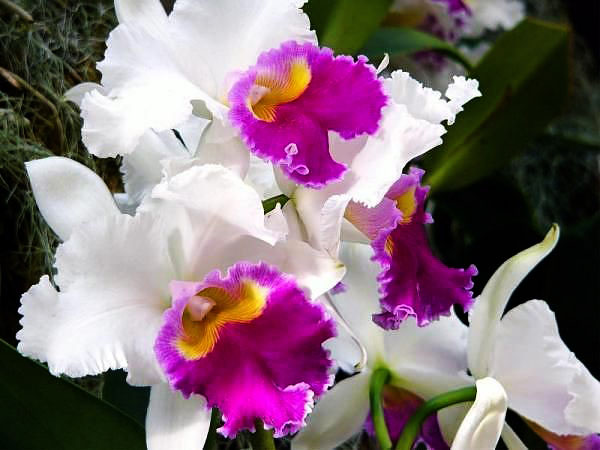 orquideas 2