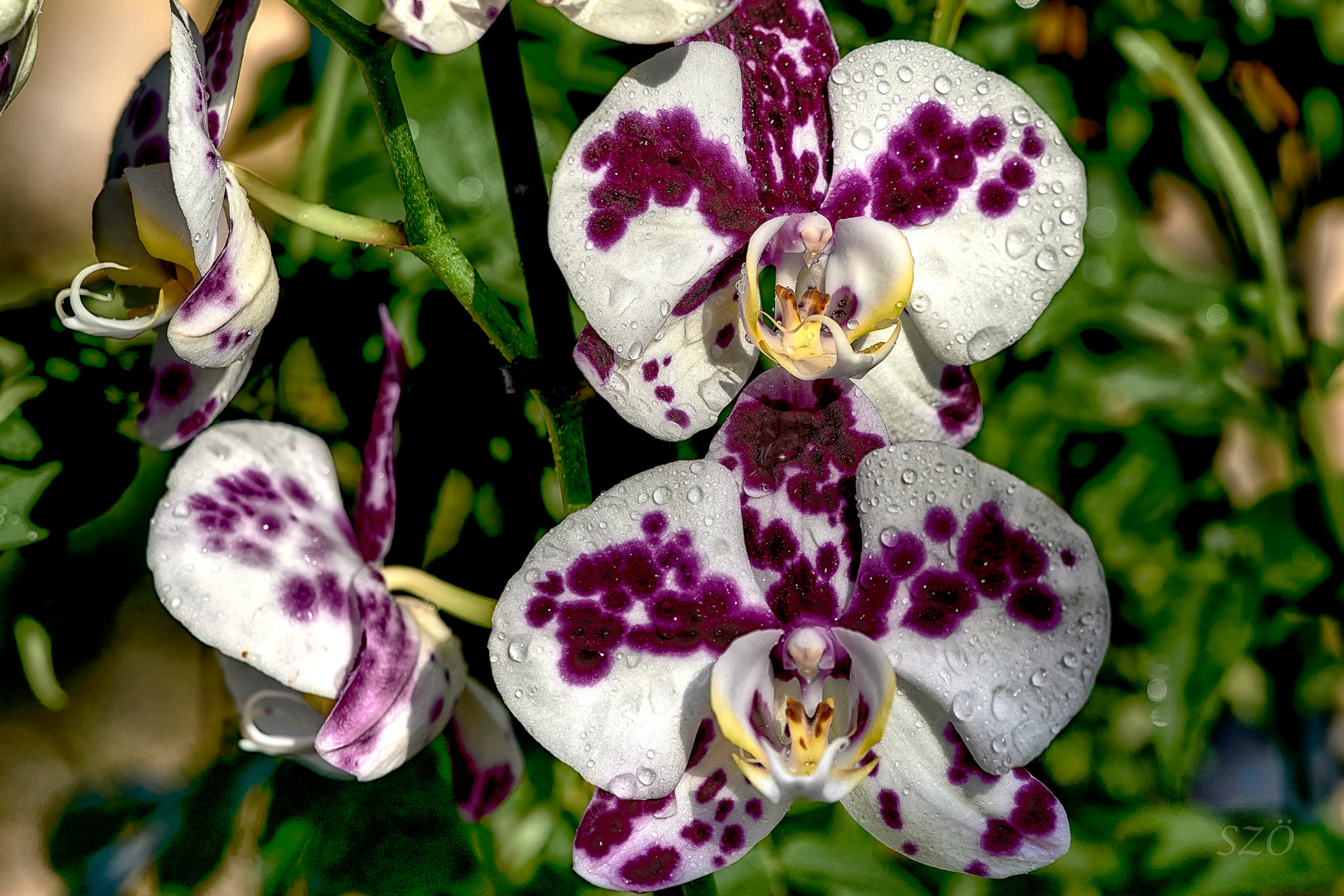 Orquídeas