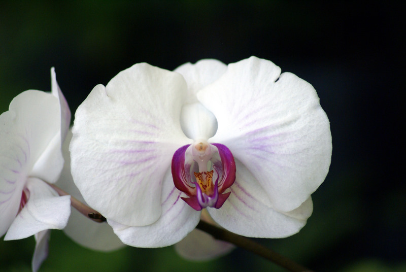 Orquideas 3