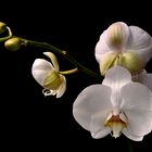 orquideas