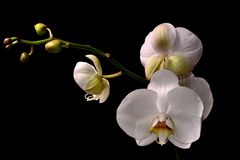 orquideas