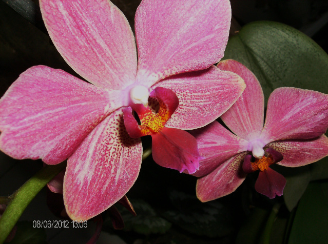 Orquideas