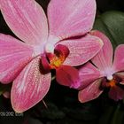 Orquideas