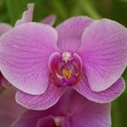 Orquideas 4