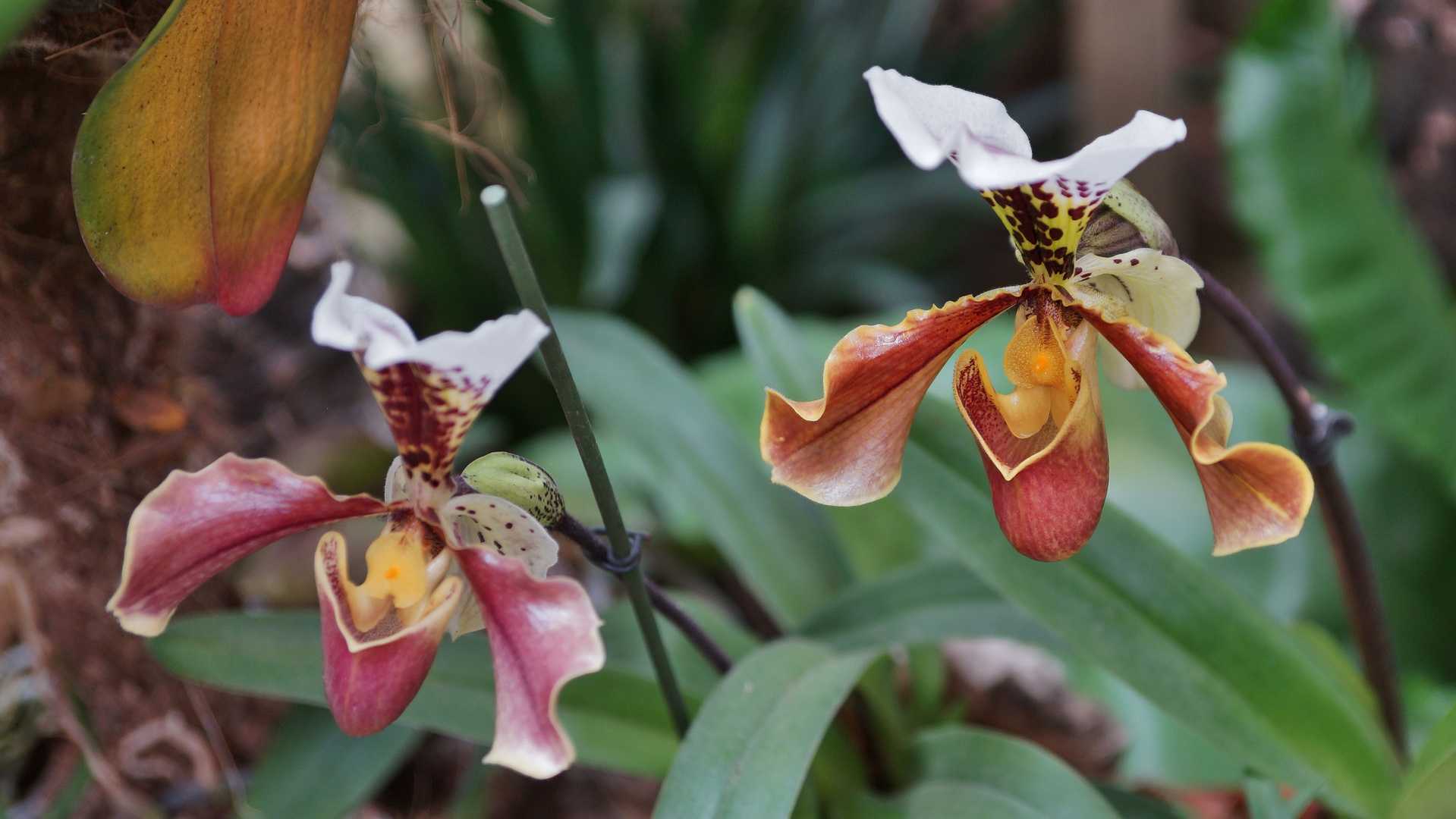 Orquídeas