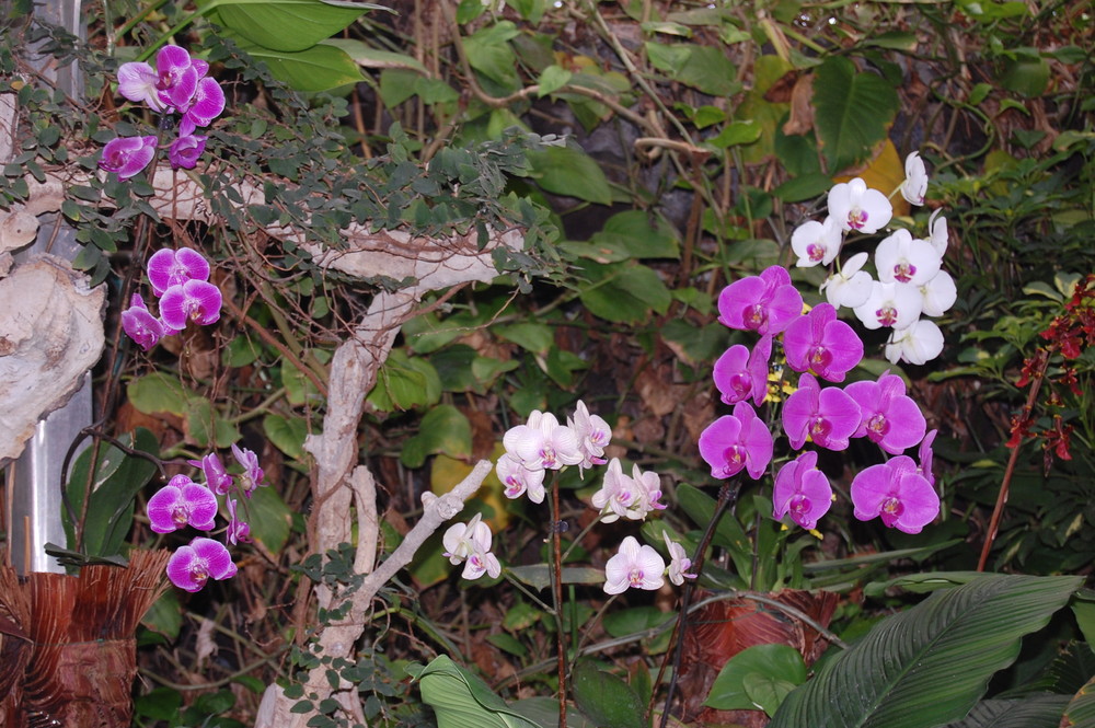 Orquideas