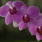 Orquídeas