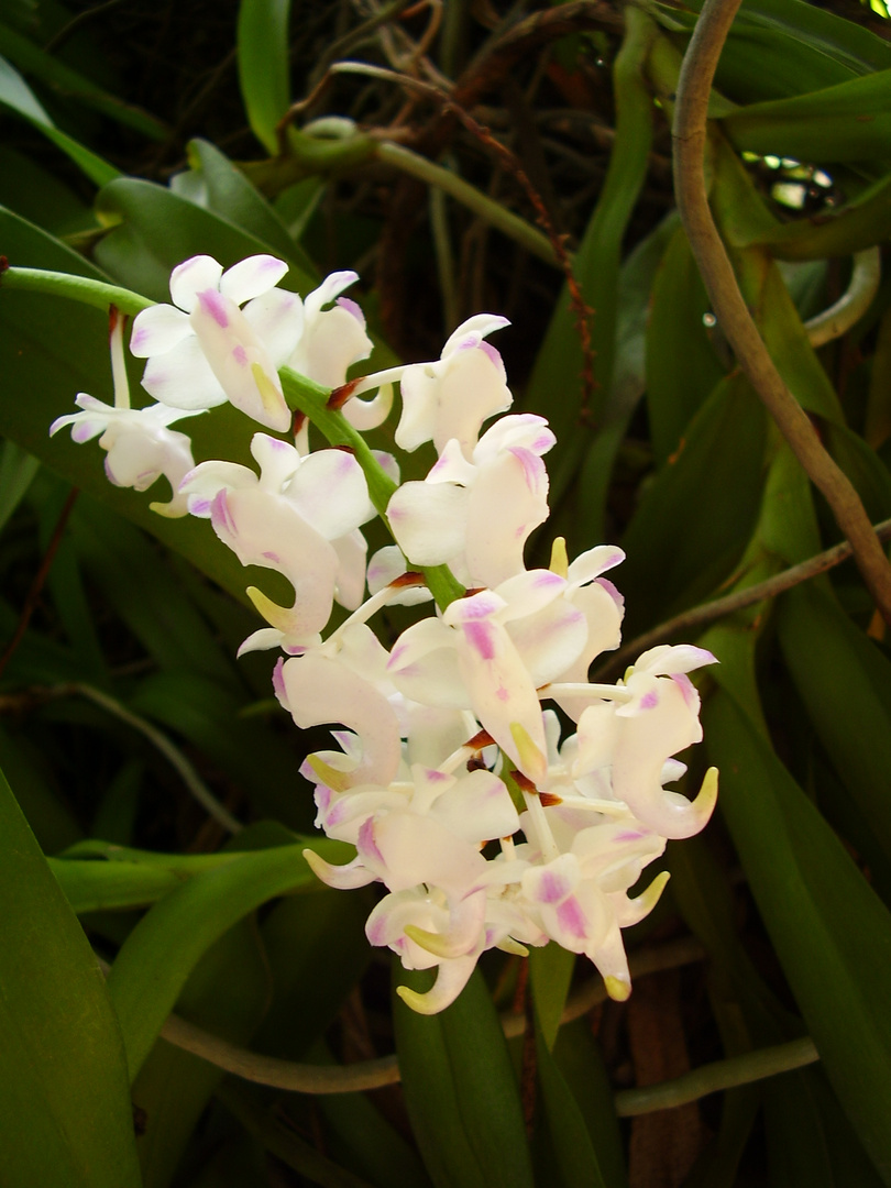 orquideas