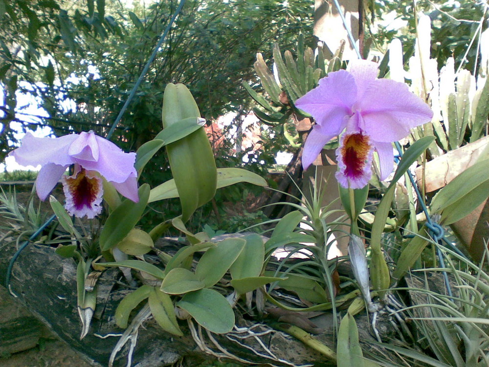 ORQUIDEAS