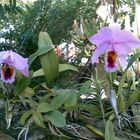 ORQUIDEAS