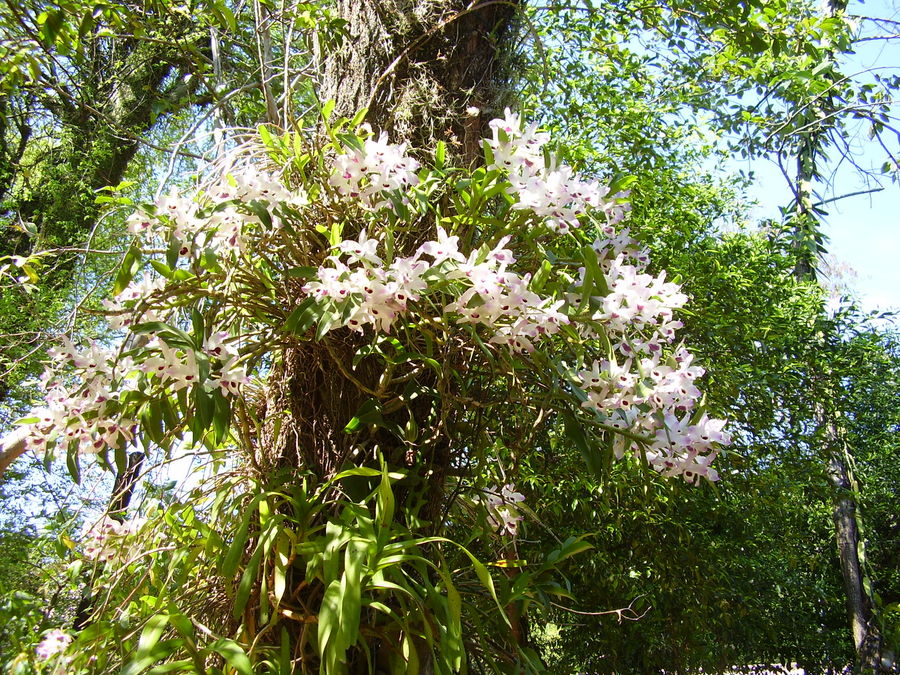 ORQUIDEAS