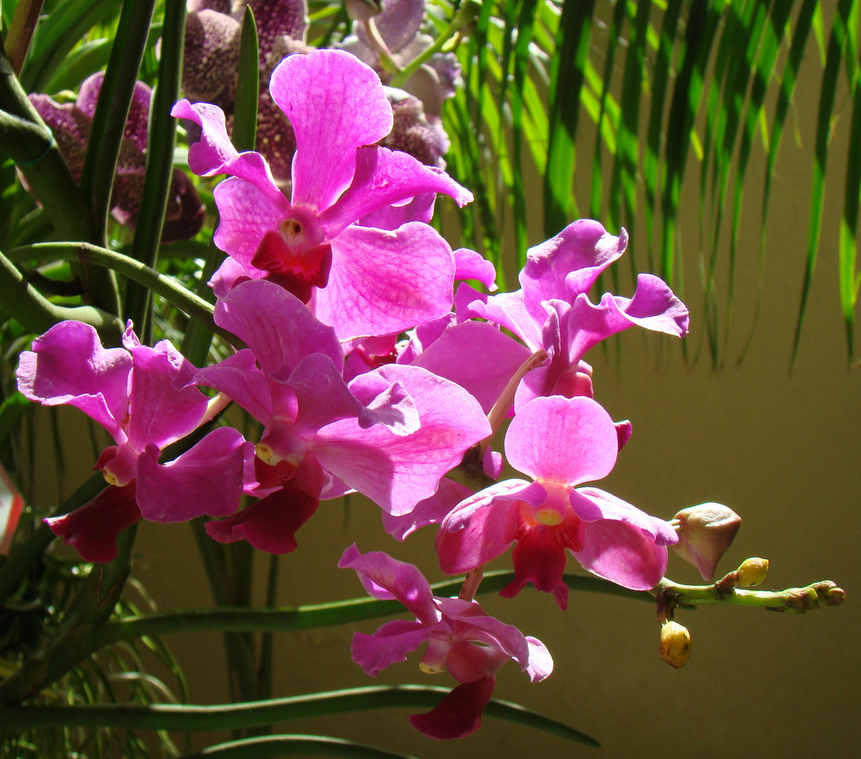 Orquídeas a contra luz