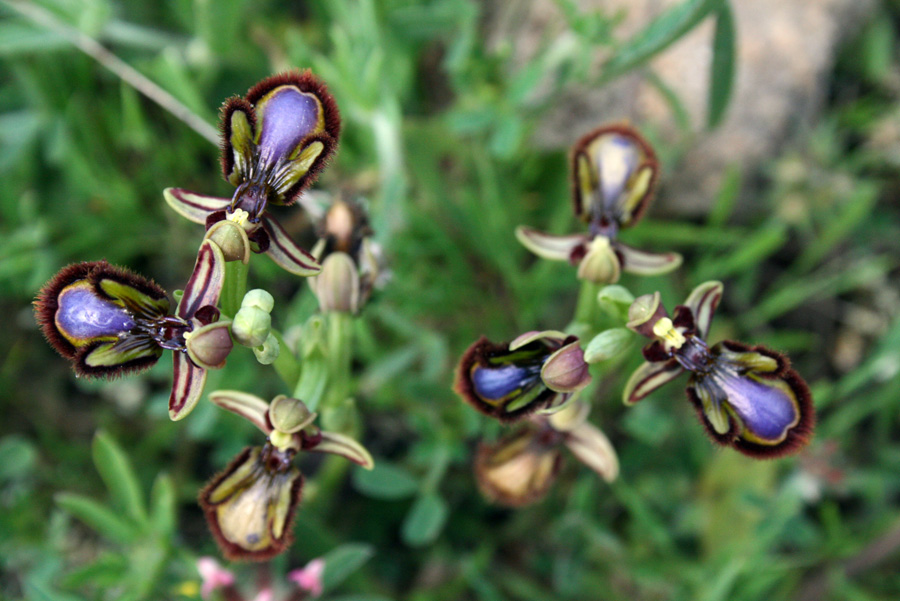 orquideas abeja