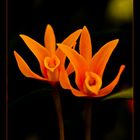 Orquídeas anaranjadas I