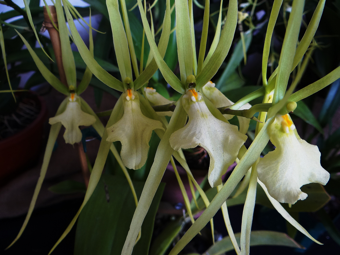 Orquídeas araña