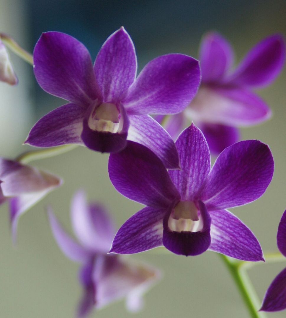 Orquídeas