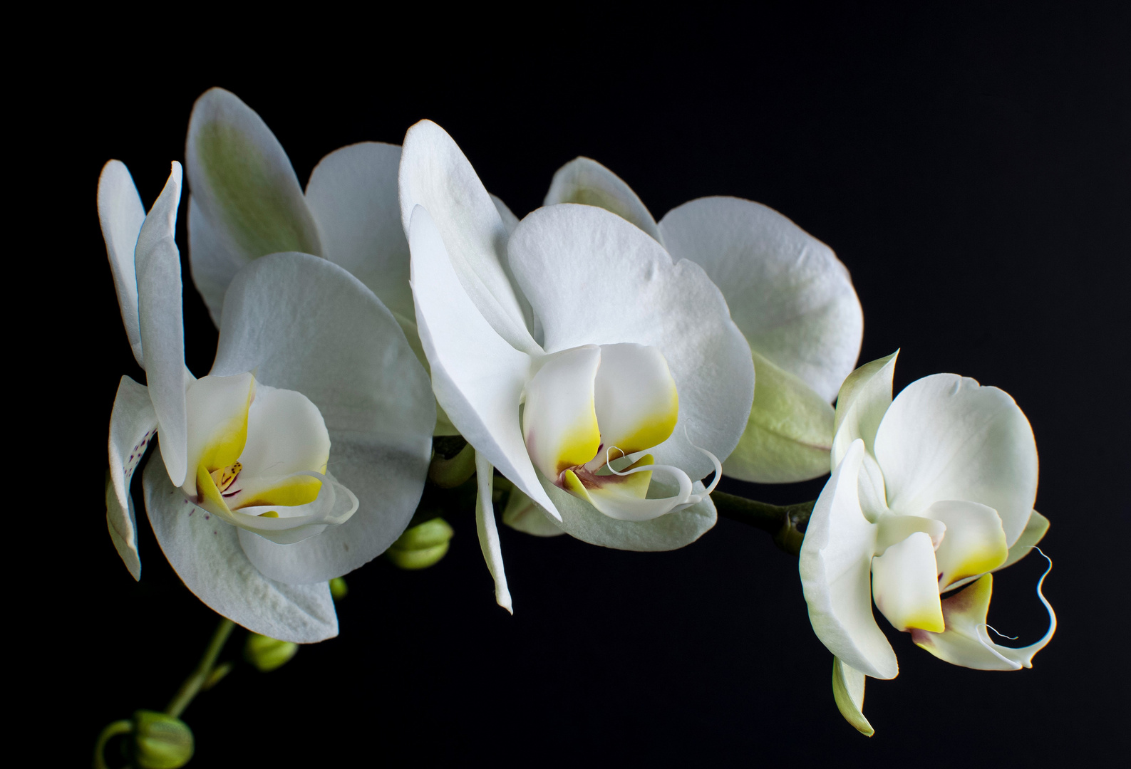Orquideas blancas Imagen & Foto plantas, flores, nature Fotos de