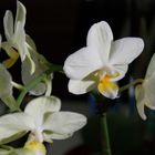 orquideas blancas