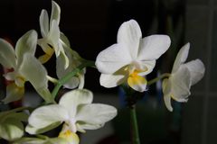 orquideas blancas