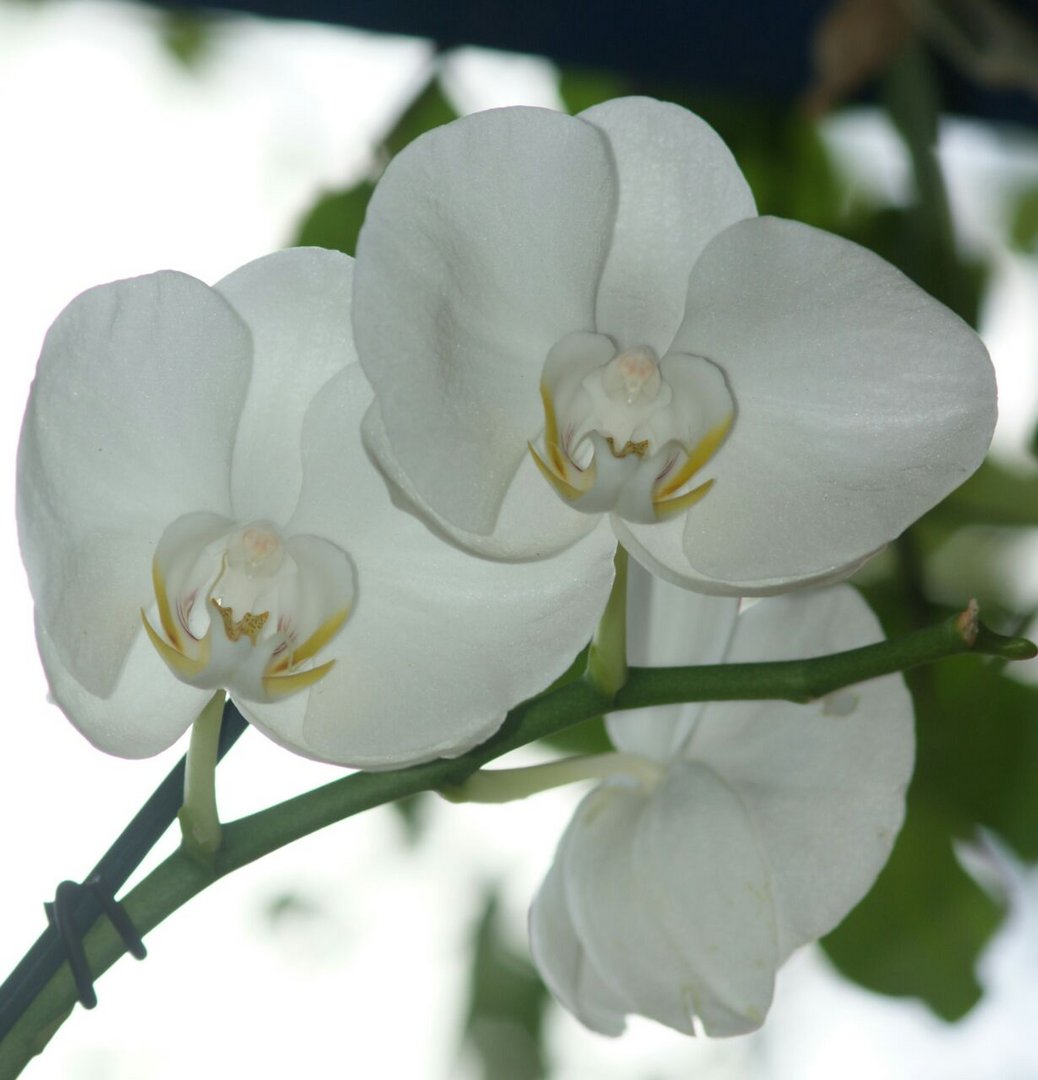 Orquídeas