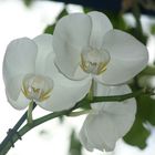 Orquídeas