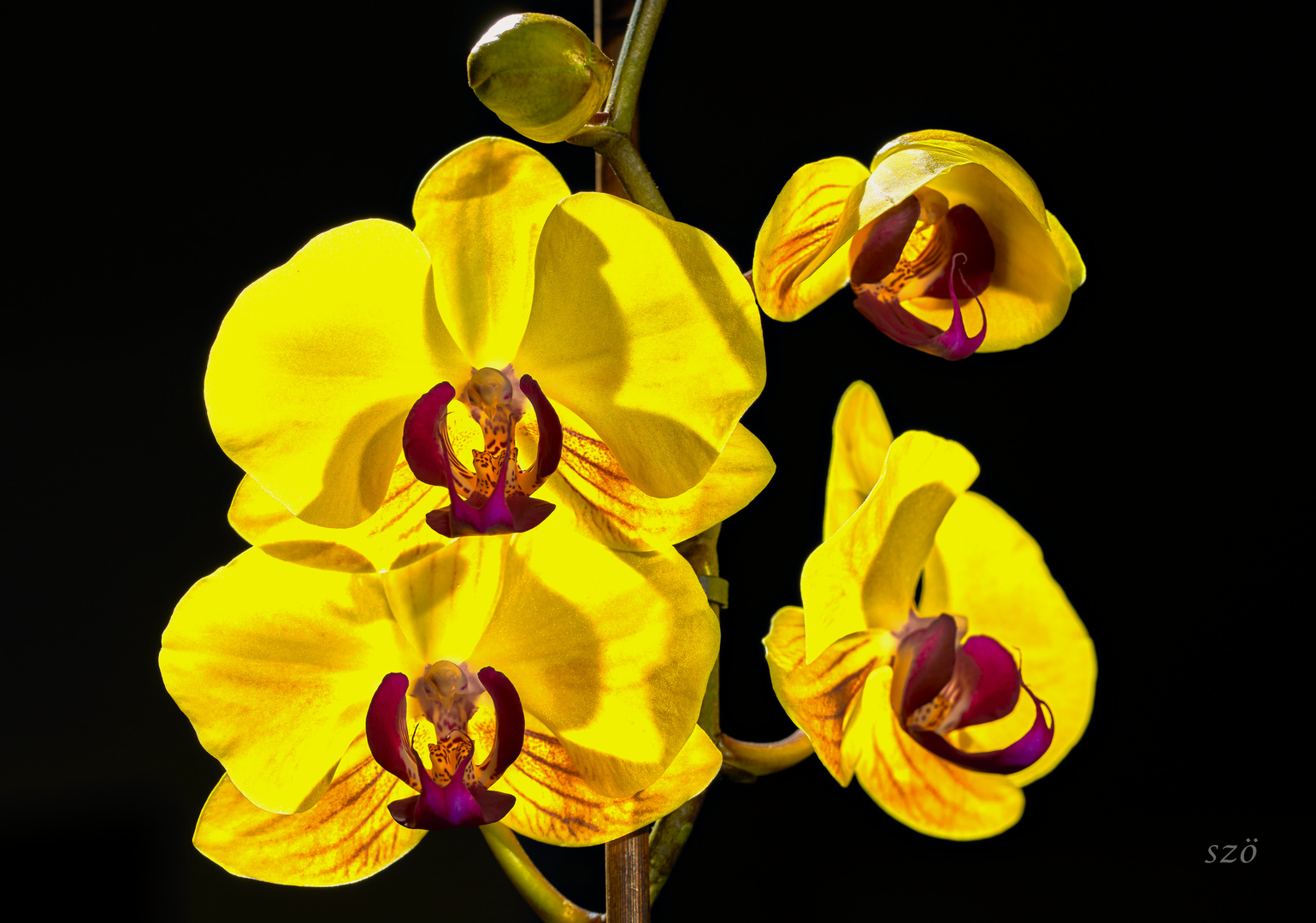 Orquídeas Can Marisol