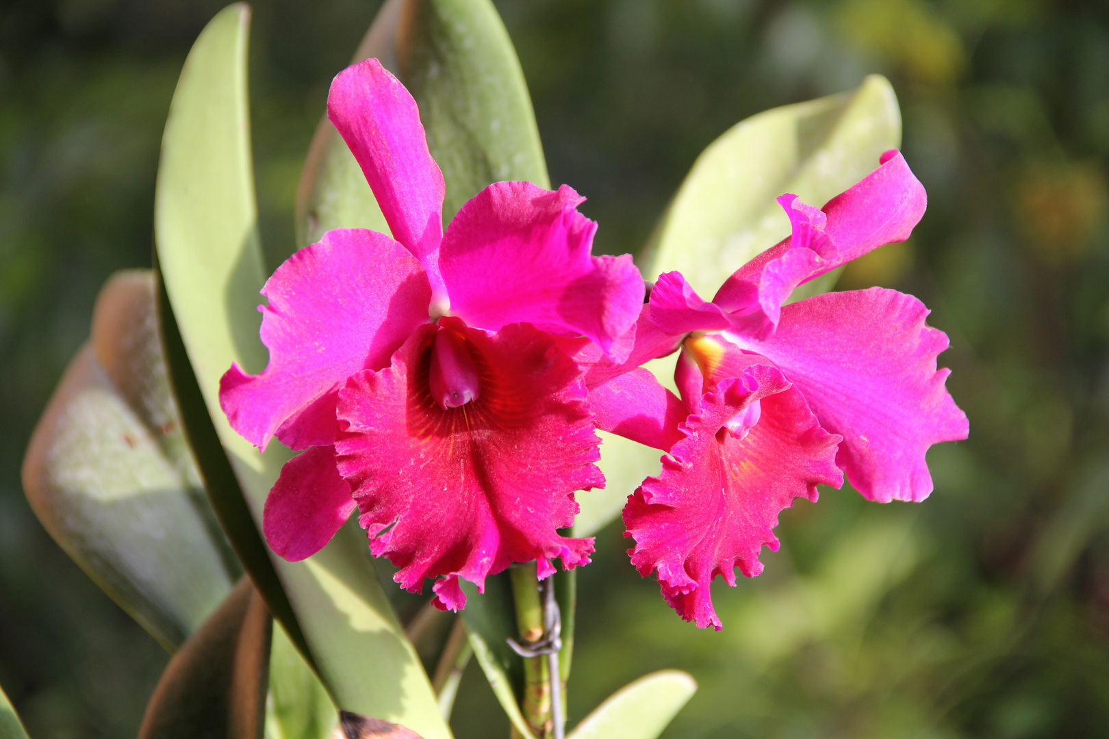 Orquideas Catleyas