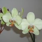 orquideas