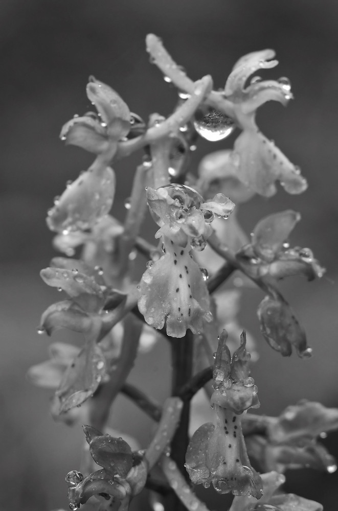 Orquídeas de Alberto Serrano de la Puente 