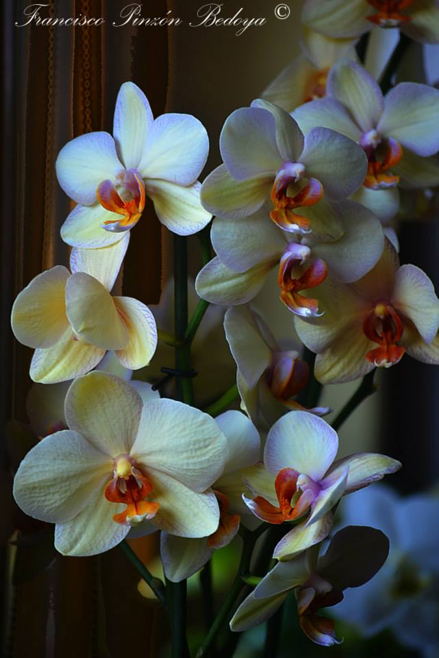 Orquideas de Mamá Polaca