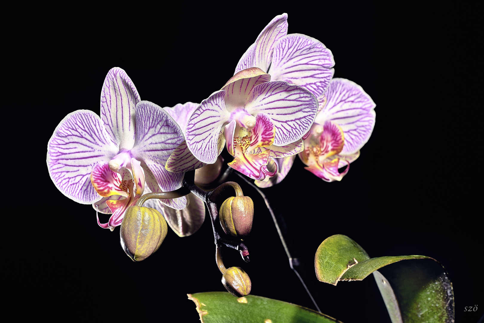 Orquídeas de Marisol