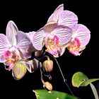 Orquídeas de Marisol