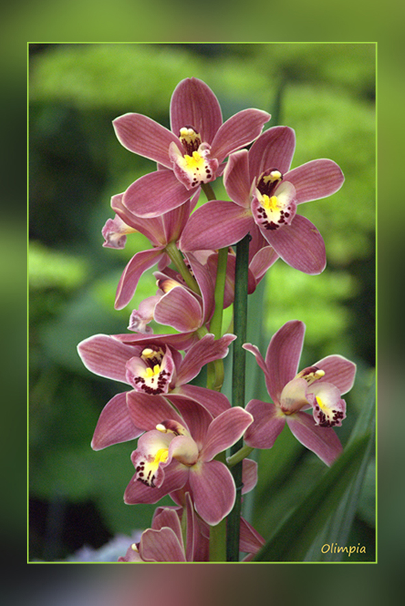 ORQUIDEAS.