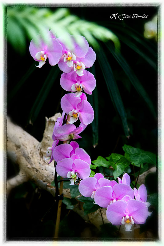 Orquídeas en Loro Parque. Puerto de la Cruz. Tenerife.España.