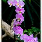 Orquídeas en Loro Parque. Puerto de la Cruz. Tenerife.España.