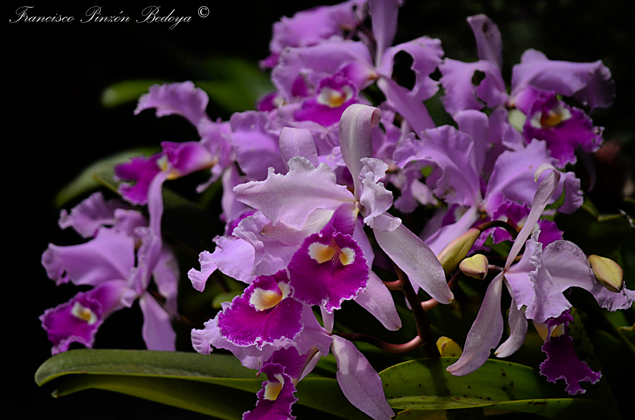 Orquídeas en un jardín