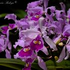 Orquídeas en un jardín