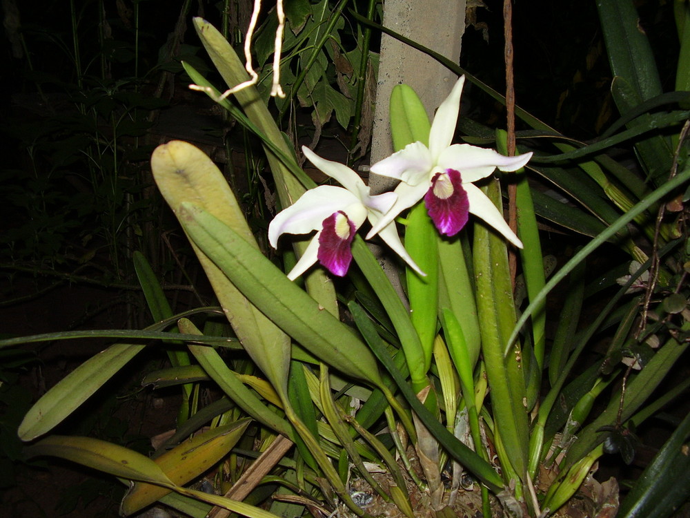 orquideas