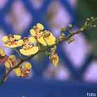 Orquideas na Primavera