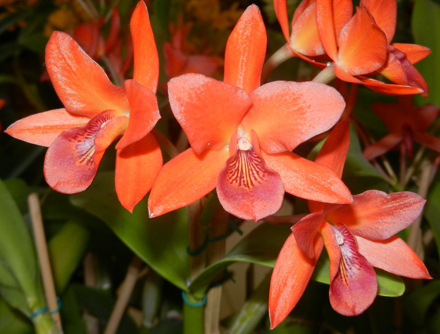 Orquídeas Naranja