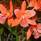 Orquídeas Naranja