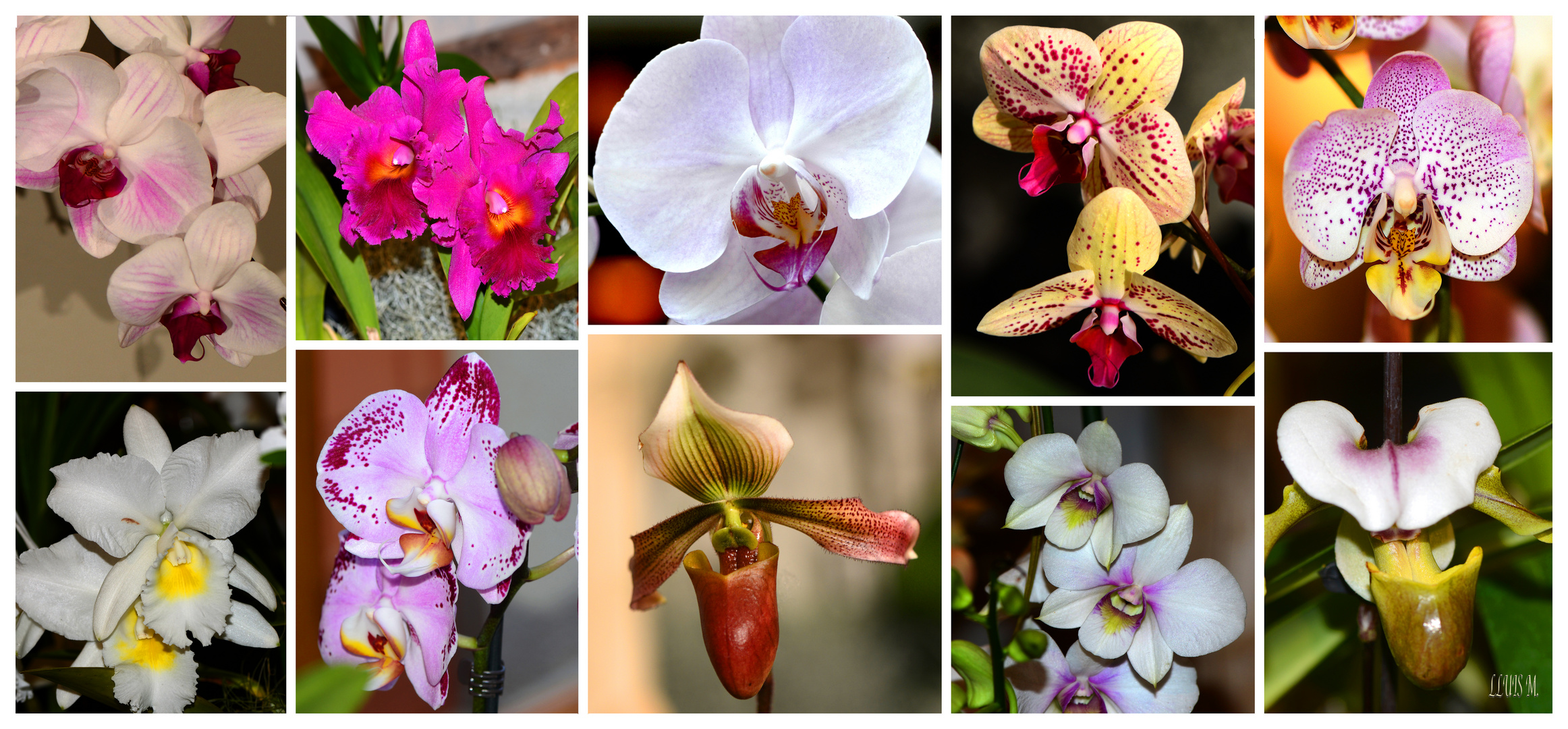 ORQUIDEAS / ORCHIDS