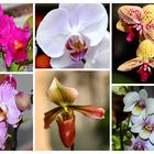 ORQUIDEAS / ORCHIDS