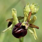 Orquideas silvestres