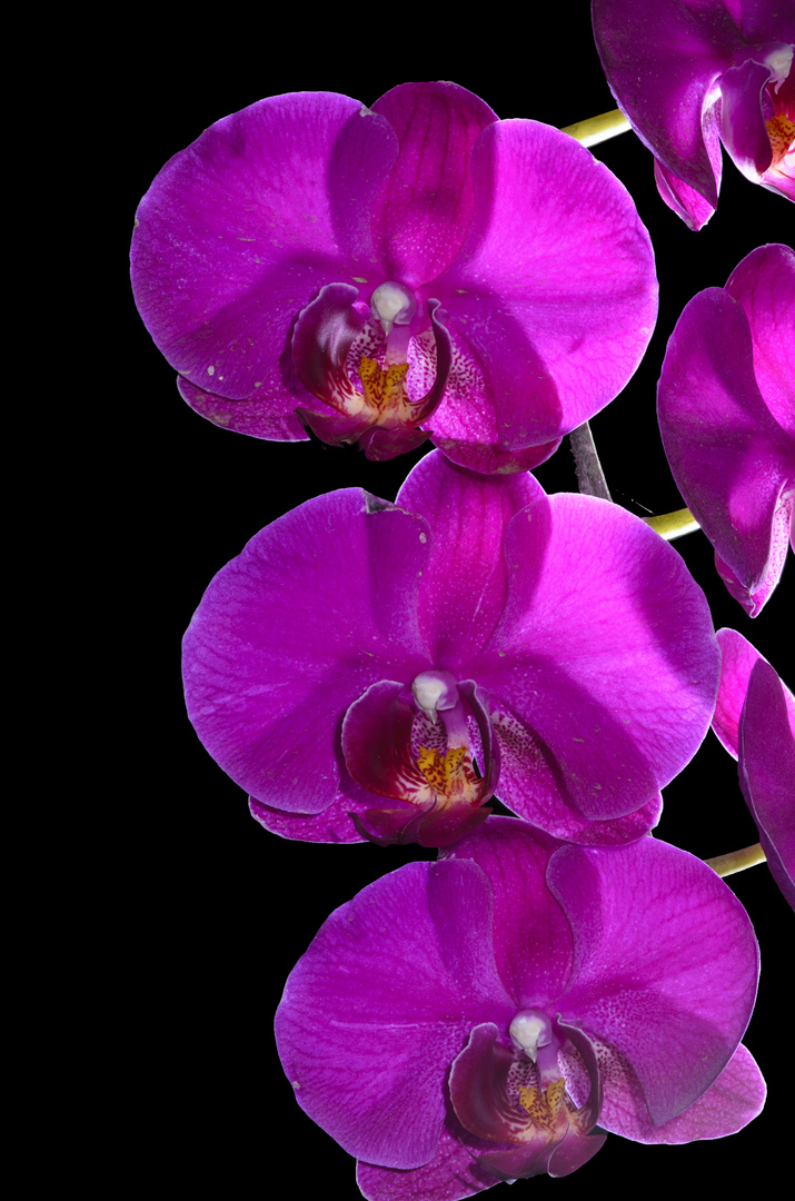 ORQUIDEAS SOBRE NEGRO